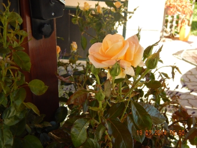 im Rosengarten